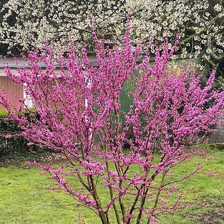 Zentral In Buer,Ruhig,Eg,Garten,Terrasse,Garage Gelsenkirchen Exteriér fotografie